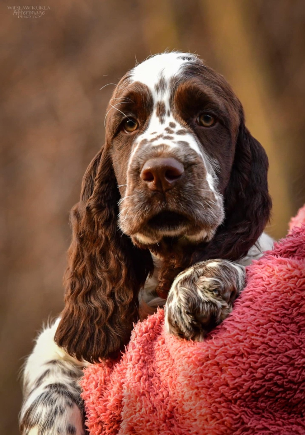 Elan Under the pines